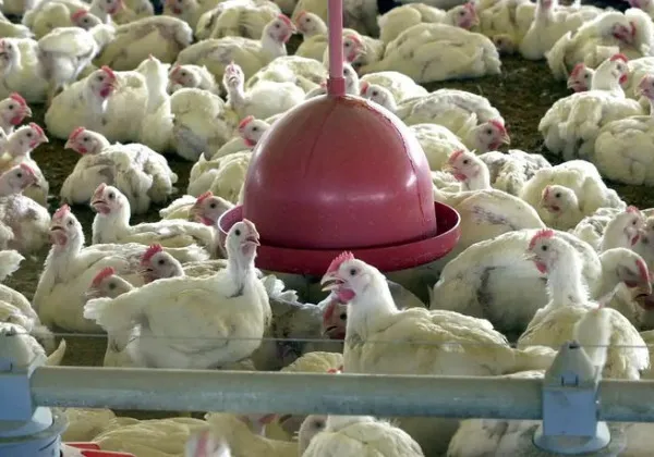 Bahia prorroga emergência por risco de gripe aviária