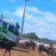 Pecuaristas da microrregião de Irecê apelam pelo apoio do governo para a distribuição de milho para o rebanho